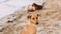 The New Guinea Singing Dog is Rediscovered, Helping Scientists Better Understand Human Vocalization