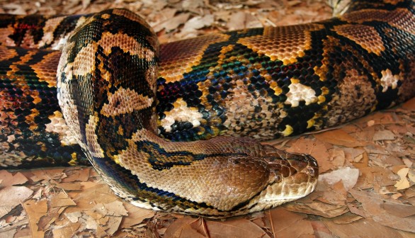 Australia Snake Alert:  Huge Snakes Crash through Man’s Kitchen Ceiling  