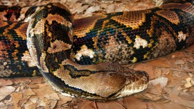 Australia Snake Alert:  Huge Snakes Crash through Man’s Kitchen Ceiling  