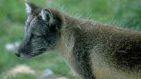 Litters Causes Displacement of Arctic Fox and Invasion of Red Fox 