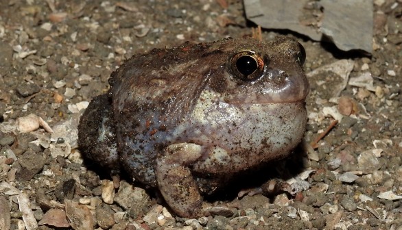 The Cryptic Life of the Burrowing Frogs