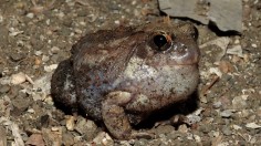 The Cryptic Life of the Burrowing Frogs