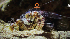 A tiny group of cave insects in Brazil gave scientists a big surprise when they discovered that females in the group have penises and males are equipped with a vagina. 