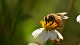 How Almonds Impact Honeybees