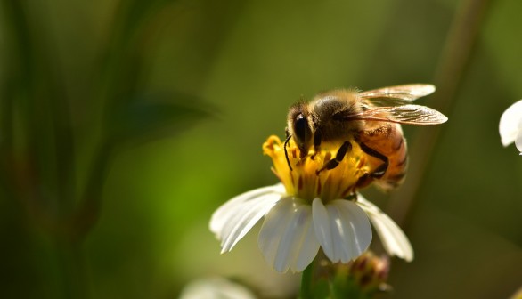 How Almonds Impact Honeybees