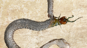 A centipede was found essentially wearing its predator like a cloak; it has consumed or destroyed all of the snake's internal organs, leaving only the skin behind.