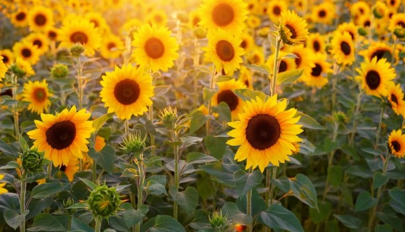 Sunflower Fields in Times of Coronavirus 