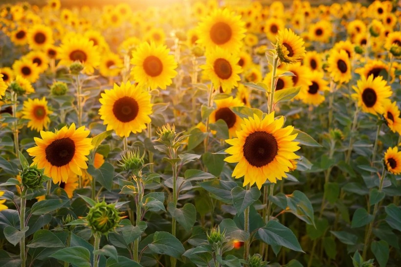 Sunflower Fields in Times of Coronavirus 