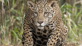 Amazon Fires in the Pantanal Threaten Jaguars and Reserves