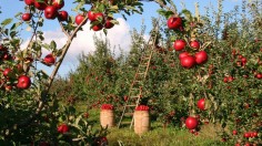 Best Apple Orchards in the US: Massachusetts Apple Orchards Ranked Among the Best 