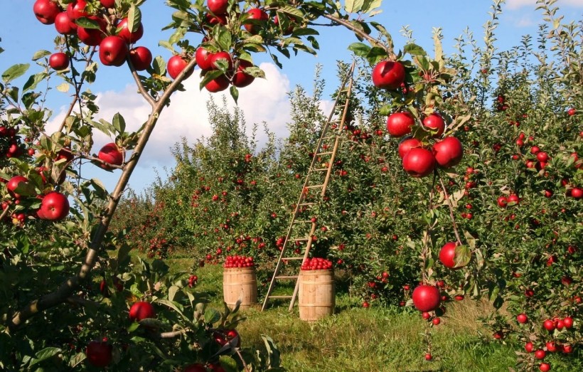 Best Apple Orchards in the US: Massachusetts Apple Orchards Ranked Among the Best