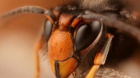 Asian Hornet Warning: Spotted in Hampshire, Dangerous to Bees and Humans 