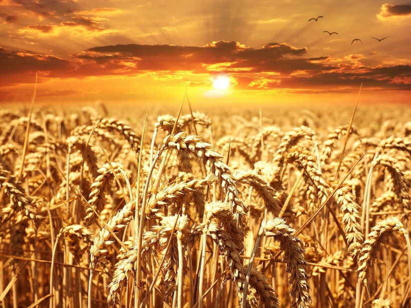 Large Scale Study on Genomics of Wheat Shows Large Diversity Useful for Crop Improvement