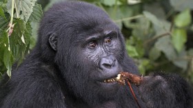 Birth of Five Baby Gorillas in Bwindi, Uganda Brings Joy to Mountain Gorilla Conservation Workers