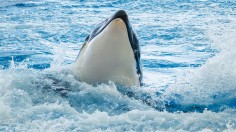 Orcas are Ramming and Damaging and Harassing Boats near Portugal and Spain, from Galicia to Strait of Gibraltar