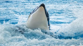 Orcas are Ramming and Damaging and Harassing Boats near Portugal and Spain, from Galicia to Strait of Gibraltar