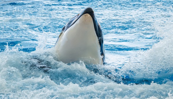 Orcas are Ramming and Damaging and Harassing Boats near Portugal and Spain, from Galicia to Strait of Gibraltar