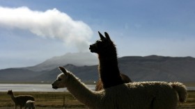 The image is not of the most recent eruption, it features alpacas with Ubinas in the background in Salinas, Moquegua on April 20, 2006.