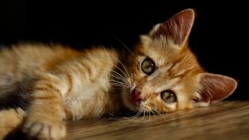How to Make Your Home Cat-Friendly: Wise Ideas