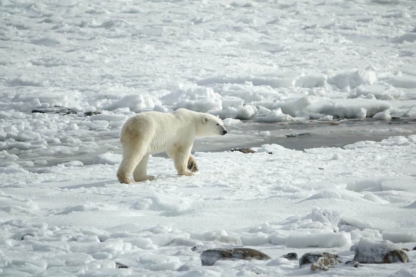 Dropped GPS Tracking Collars from Polar Bears Show Drifting Ice Movement