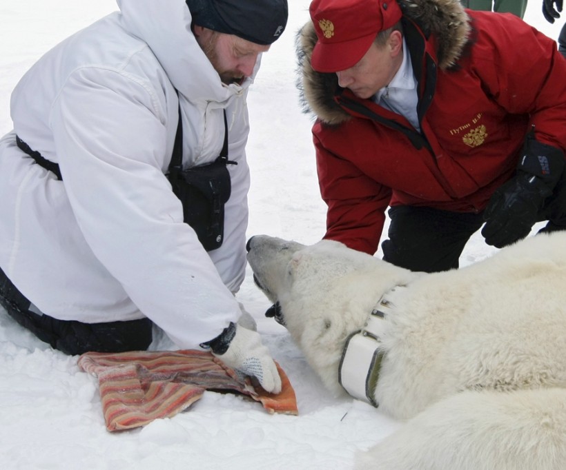 Nature World News - Dropped GPS Tracking Collars from Polar Bears Show Drifting Ice Movement 