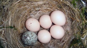 A parasite egg in a nest. 