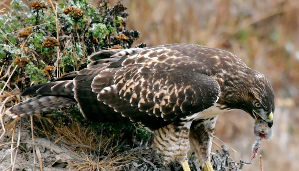 Rodent Poisoning: Deadly Impacts on the Birds of Prey