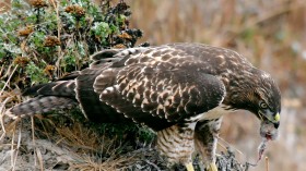 Rodent Poisoning: Deadly Impacts on the Birds of Prey