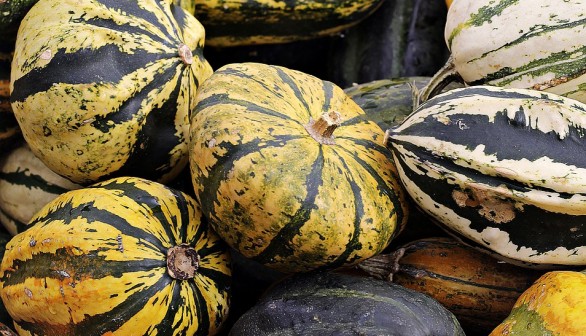 Development of Modern Cucurbita Pumpkins from Ancient Pumpkin Varieties