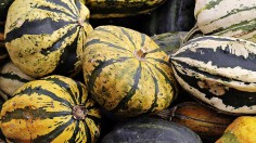 Development of Modern Cucurbita Pumpkins from Ancient Pumpkin Varieties