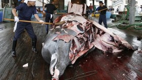 Workers butcher a Baird's Beaked whale at Wada port in Minamiboso, southeast of Tokyo, June 28, 2008.