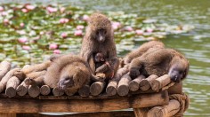 Friends with Benefits: Male Baboons with Female Friends Live Longer 