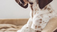 How to Choose a Comfortable and Colored Bed for Your Dog