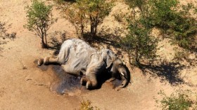 Nature World News - Botswana: Mystery of Mass Elephant Die-off Solved