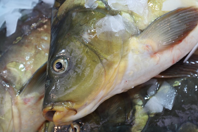 Israel: Bacterial Infection and Rapid Temperature Rise Could Have Caused Fish Deaths
