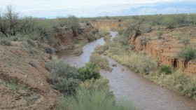 Biodiversity Returns in Dried-Up Desert Riverbeds Added with Treated Effluent Water