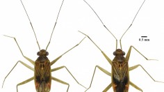 Rare Tropical Heteroptera Species Having Long Antennae Discovered