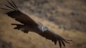 Glimpse of Hope: A Prolific Pair of Andean Condors in Ecuador 