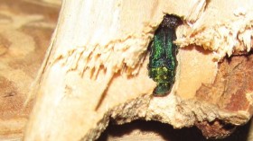 Exotic Beetle is Destroying Ash Trees in North America