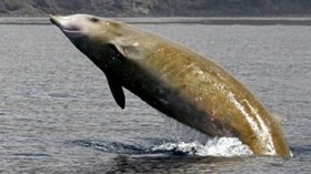 A Breathtaking Diving World-record for Mammals: A Cuvier’s Beaked Whale’s Almost Four Hours of Dive 