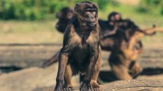 Zoo Escape: 16-year-old boy Arrested for allowing 70 Monkeys to Escape, and other Animal Escape  Stories 