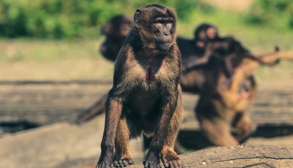 Zoo Escape: 16-year-old boy Arrested for allowing 70 Monkeys to Escape, and other Animal Escape  Stories 