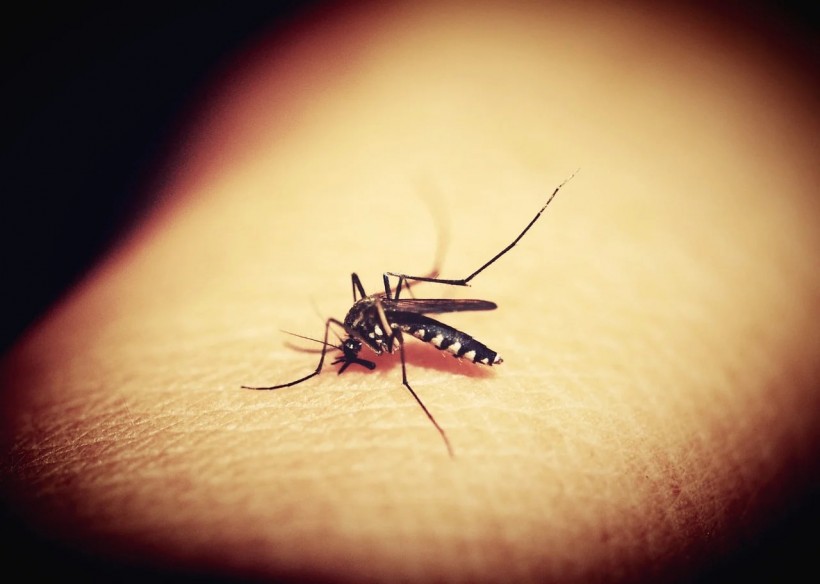 Scientist Lets Mosquitoes Gorge on Him to Eradicate Dengue and Mosquitoes
