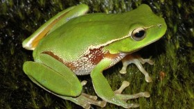  After the Bushfires: Australians Recorded Frog Calls and Gave Amazing Results 