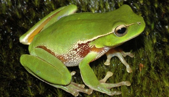  After the Bushfires: Australians Recorded Frog Calls and Gave Amazing Results 