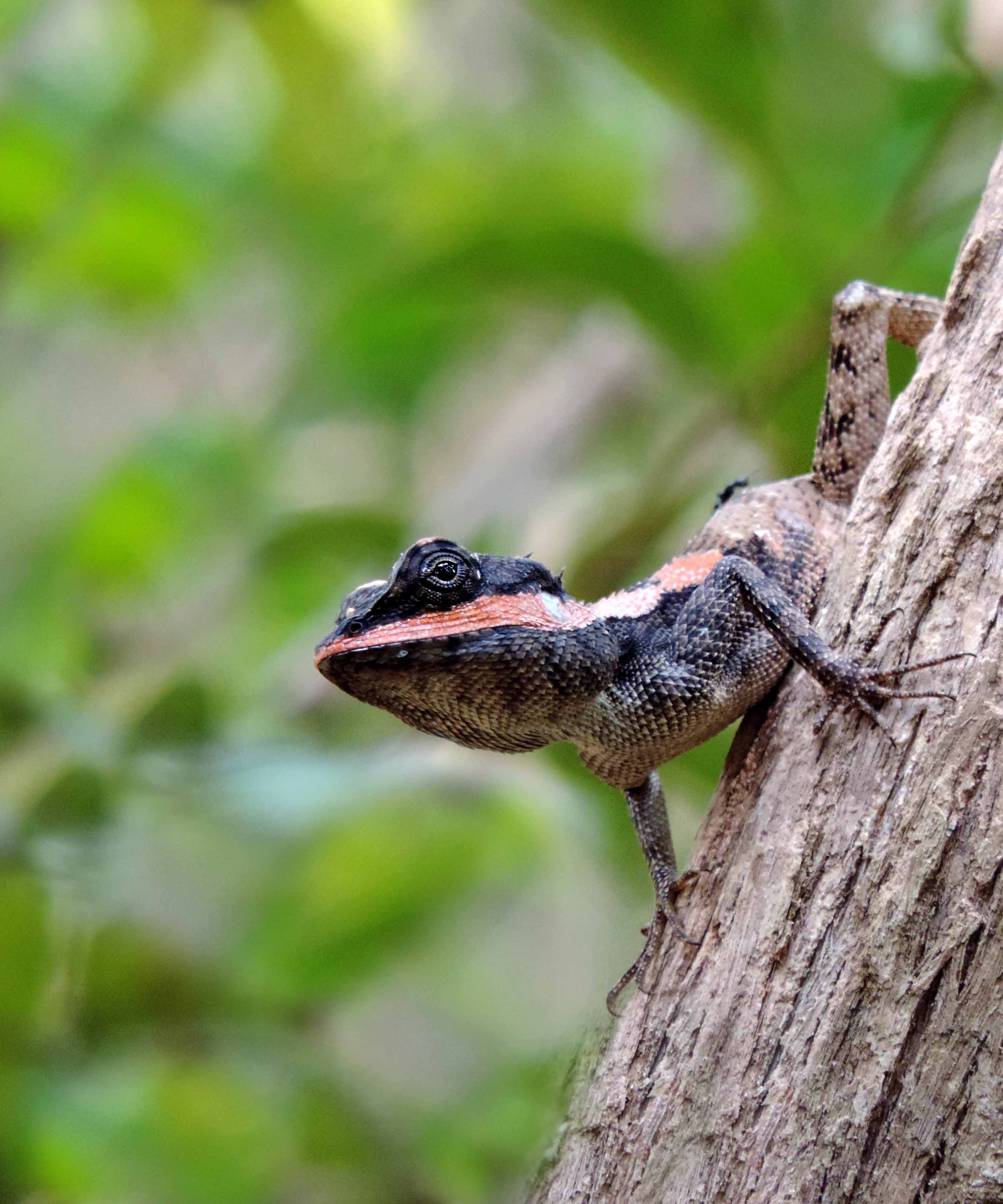 One-Fourth of All Reptiles, Many Endangered, Can Be Bought Online