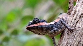 One-Fourth of All Reptiles, Many Endangered, Can Be Bought Online