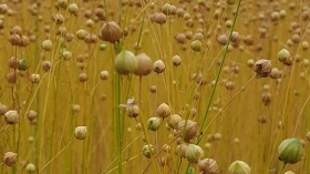 Researchers Publish Checklist of Breeding Guidelines to Improve and Adapt Crops for Climate Change