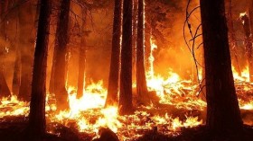 Wildlife Species Being Threatened by Continued Wildfires in the Western US