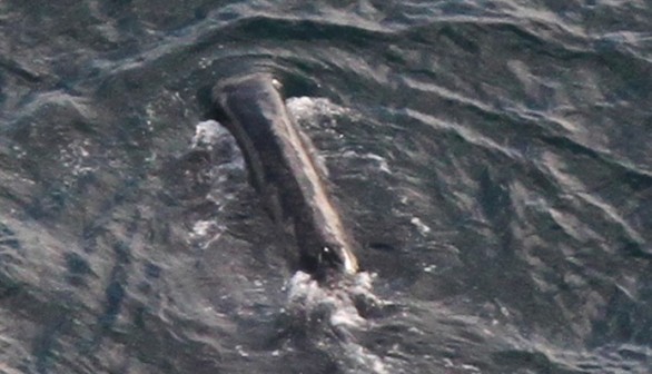 Bowhead whale 